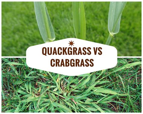 quackgrass pictures versus crabgrass.
